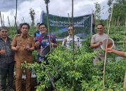 Dukung Pengendalian Inflasi, BI Sulut Panen Cabai Rawit di Tomohon