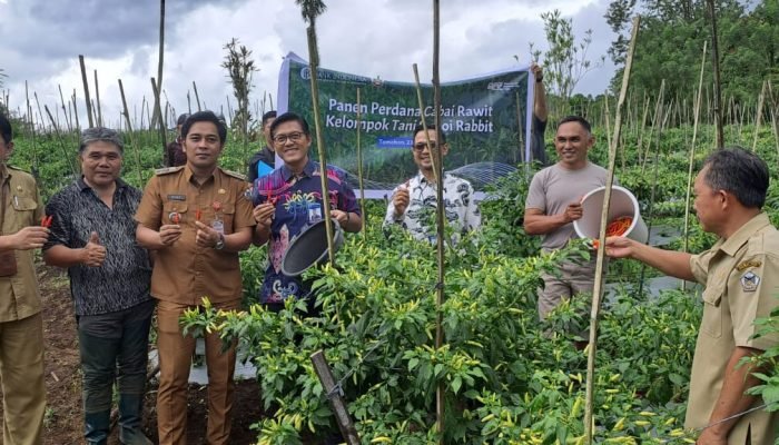Dukung Pengendalian Inflasi, BI Sulut Panen Cabai Rawit di Tomohon