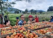 Bank Indonesia dan Pemkab Minahasa Panen Perdana Tomat