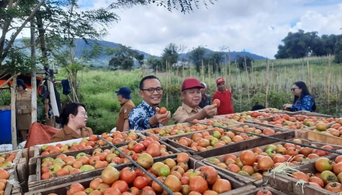 Bank Indonesia dan Pemkab Minahasa Panen Perdana Tomat