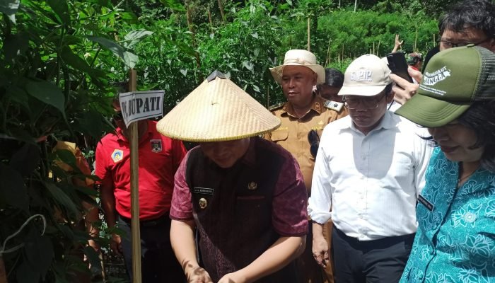Kendalikan Inflasi, BI dan Pemkab Minahasa Sukses Panen Cabai Keriting