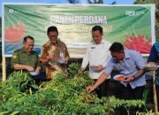 Dorong Produktivitas Petani di Talaud, BI Sulut Panen Perdana Cabai Rawit