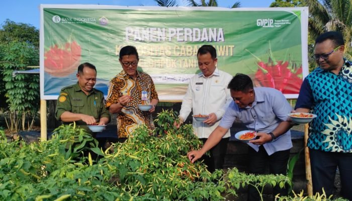 Dorong Produktivitas Petani di Talaud, BI Sulut Panen Perdana Cabai Rawit