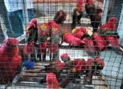 Puluhan Burung Dilindungi Gagal Diselundupkan di Pelabuhan Manado