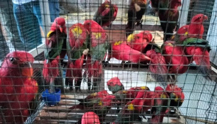 Puluhan Burung Dilindungi Gagal Diselundupkan di Pelabuhan Manado