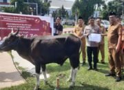 Idul Adha, Pemkot Manado Salurkan 30 Hewan Kurban