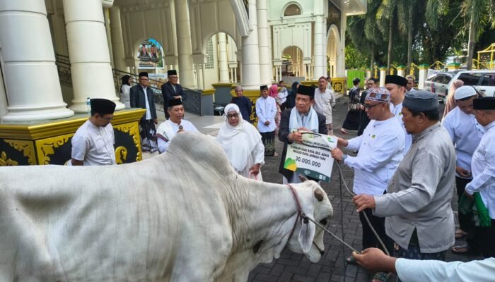 Idul Adha 1447 H, Pegadaian Manado Salurkan 82 Hewan Kurban