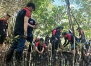 Alfamidi Tanam 1000 Mangrove di Likupang