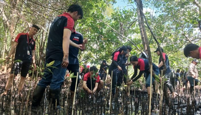 Alfamidi Tanam 1000 Mangrove di Likupang